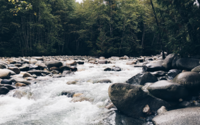 How To Go With The Flow When The Flow Is A River Of Hot Steaming Shit