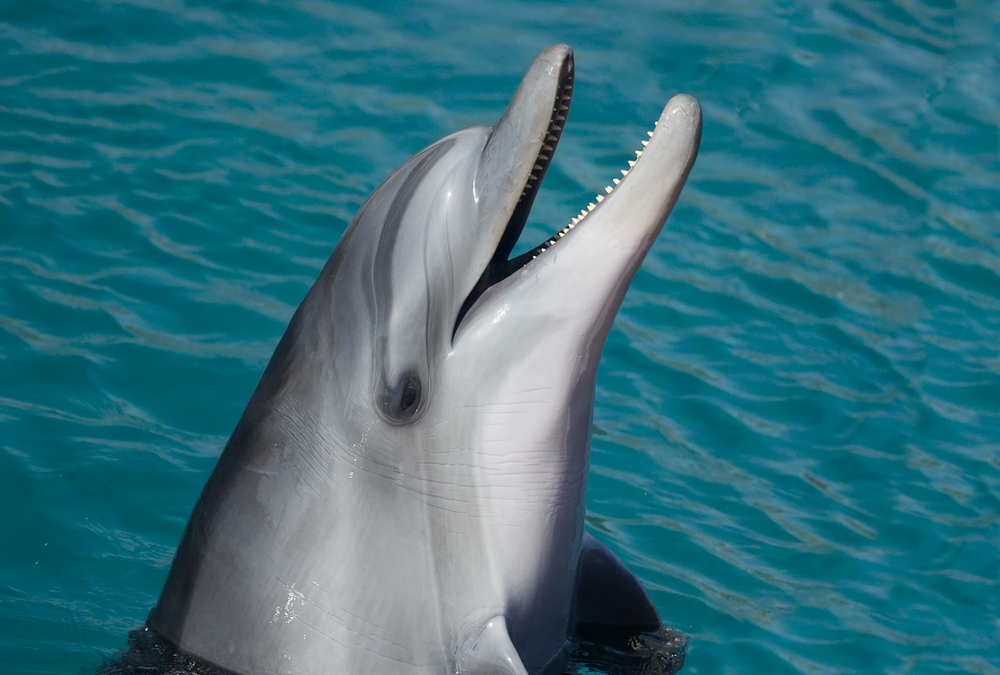 More People Would Like Dolphins As Their Primary Care Physicians