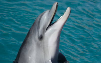 More People Would Like Dolphins As Their Primary Care Physicians