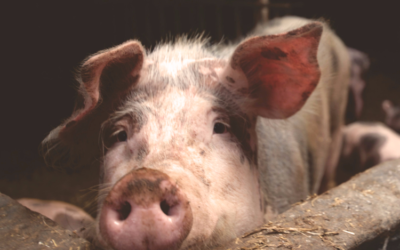 Organic Pig Farmer Weary Of Slitting Pig Throats