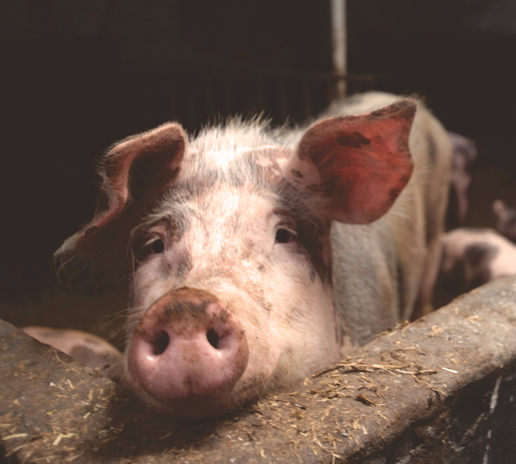 Organic Pig Farmer Weary Of Slitting Pig Throats