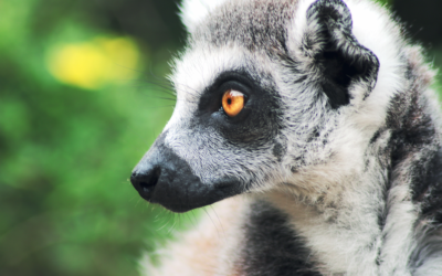 Woman Posts Signs Around Neighborhood For Lost Spirit Animal