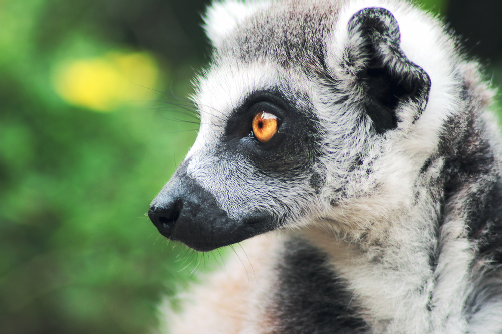 Woman Posts Signs Around Neighborhood For Lost Spirit Animal