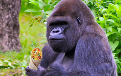 This 800 LB Gorilla Only Eats Gourmet Vegetarian Curry Tempeh Wraps With A Mango Chutney Sauce