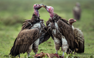 Vultures Tired Of Eating Chopped Up Buddhists