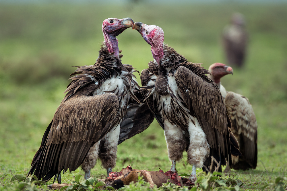 Vultures Tired Of Eating Chopped Up Buddhists